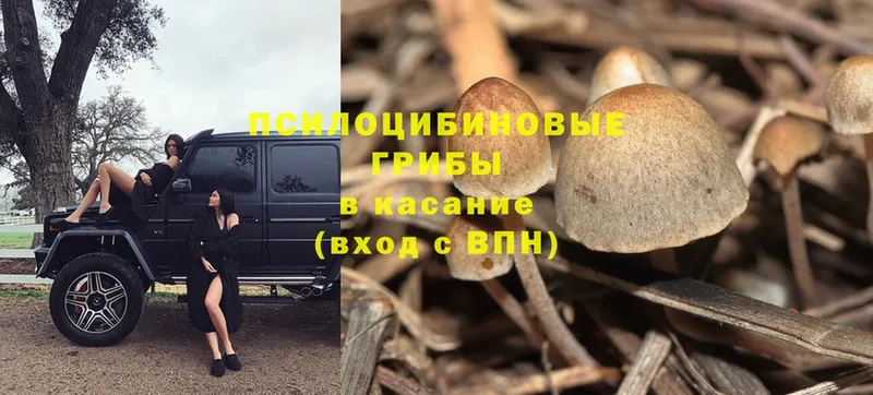 Галлюциногенные грибы Psilocybe  Кондопога 